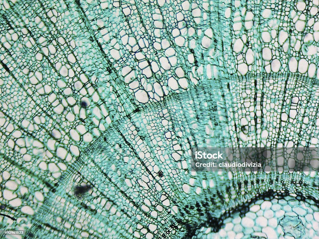 Pine Wood micrograph Light photomicrograph of pine tree wood seen through a microscope Macrophotography Stock Photo