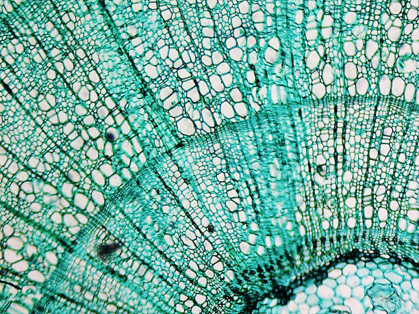 Pine Wood micrograph Light photomicrograph of pine tree wood seen through a microscope magnification photos stock pictures, royalty-free photos & images