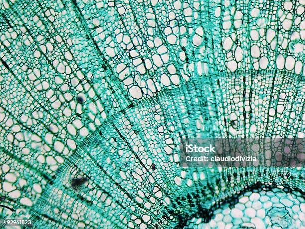 Pine Wood Micrograph Stock Photo - Download Image Now - Macrophotography, Photographic Print, Microscope