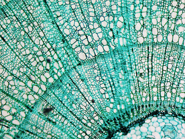 сосновая древесина-исследовательская микрофотография - растительная клетка стоковые фото и изображения