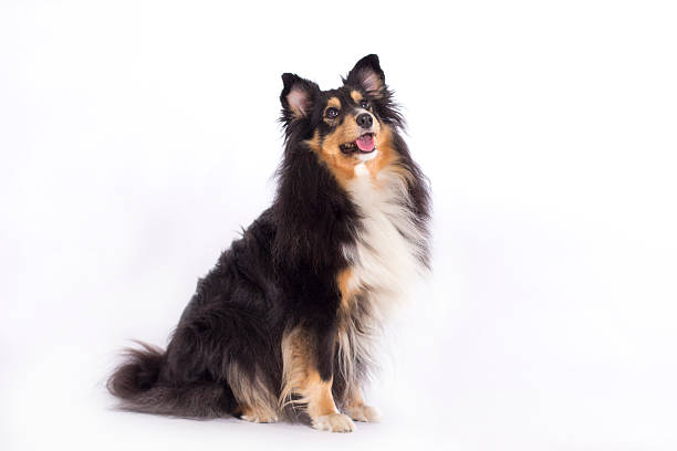 istock Shetland Sheepdog, isolated 492961968