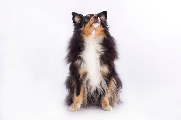 istock Shetland Sheepdog, isolated 492961992
