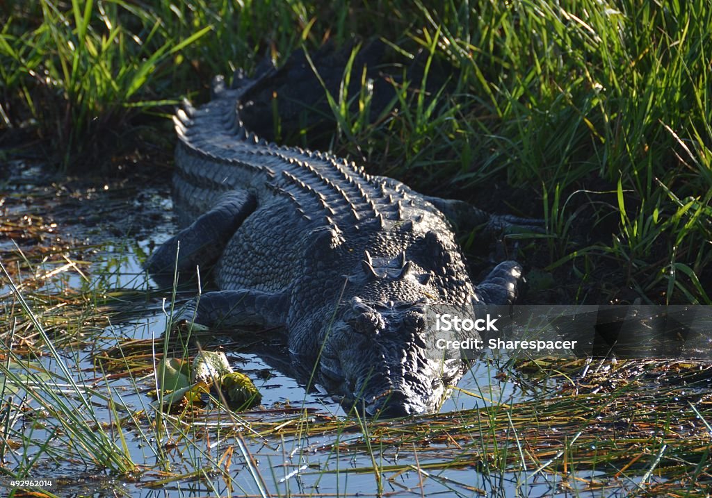 Crocodile basking in morning sunlight Darwin, Australia - July, 2015: A crocodile basks in the early morning sunlight beside a waterhole on the South Alligator River. Crocodile numbers have risen dramatically since they were fully protected from hunting in the 1970s.   Saltwater Crocodile Stock Photo