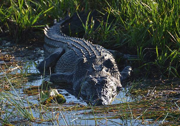 Crocodile basking in morning sunlight stock photo