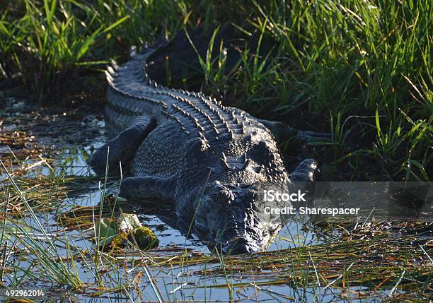 Crocodile Basking In Morning Sunlight Stock Photo - Download Image Now - Saltwater Crocodile, Kakadu, Crocodile