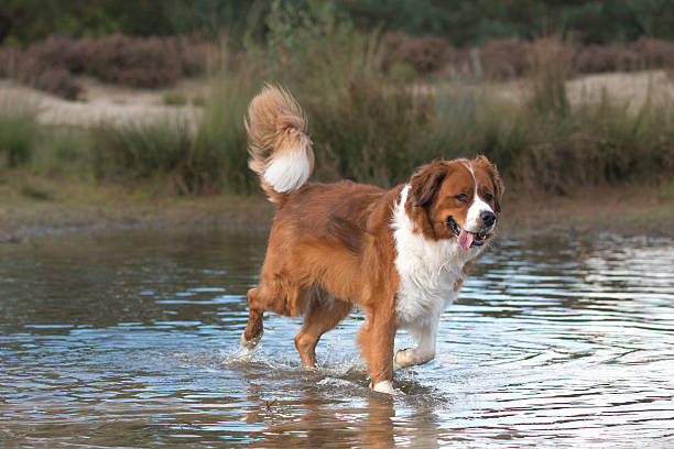 istock dog running in the water 492962696