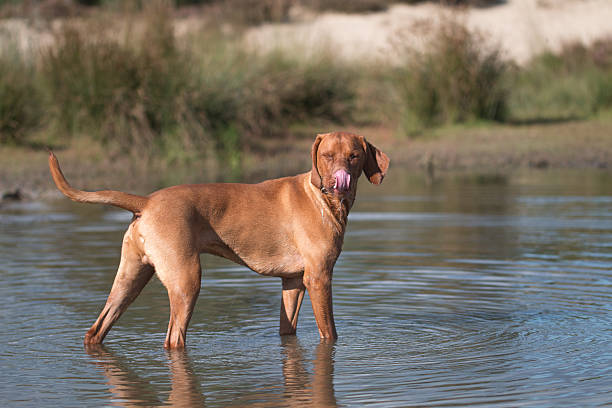 Dog, Vizsla, Hungarian pointer, standing in water