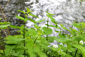 Image of stinging nettles growing by woodland stream in countryside