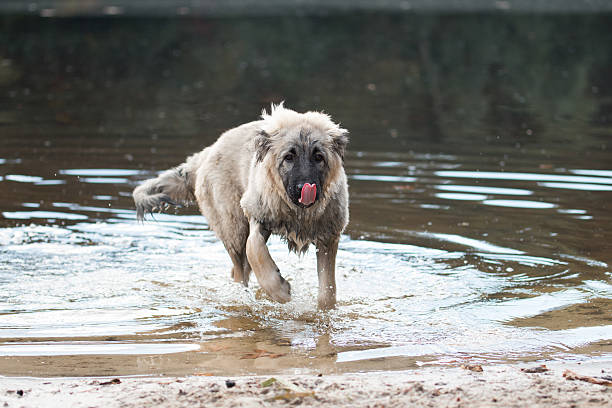 istock Young Turkish sheepdog playing in water 492963218