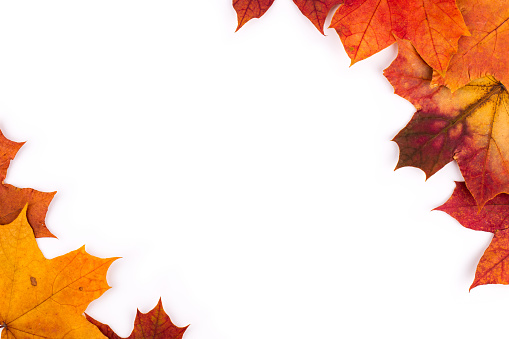 Bright autumn leaves of a maple on a white background with a place for the text