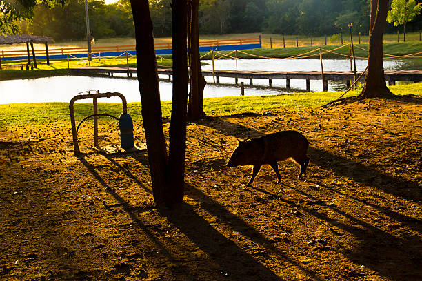 istock Wild Pig in the Sunrise 492963339