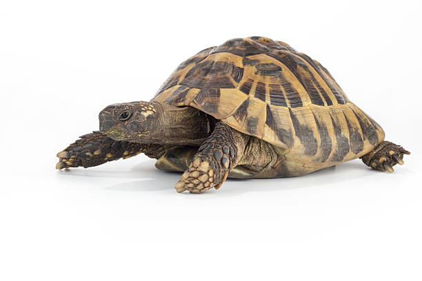 istock Greek land tortoise, Testudo Hermanni 492963376