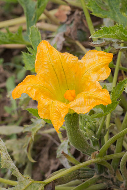 blossom flower of organic marrow.fruit is growing at the base of the flower