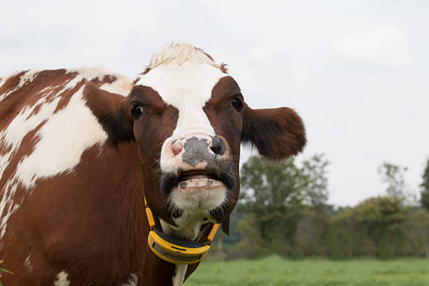 istock closeup of cow 492963682