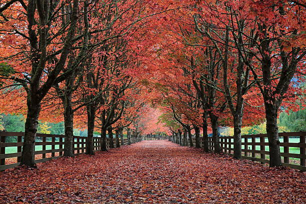 Beautiful fall colors along the driveway