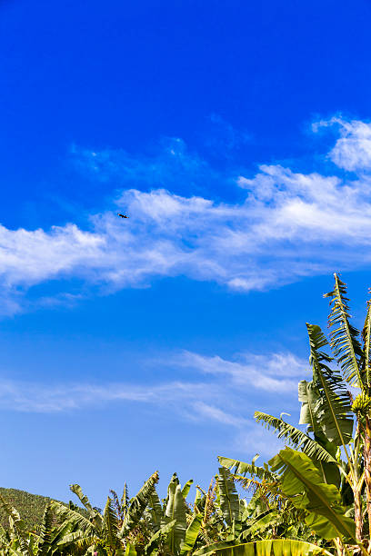 Banana tree and blue sky stock photo