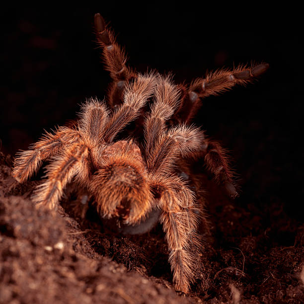 istock Tarantula is love story 492964356
