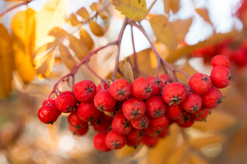 Mountain Ash berries yet to fall from the branch in late autumn. Close-up