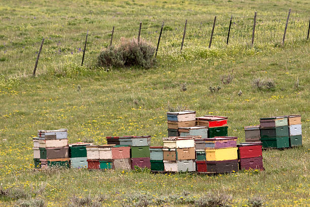 istock Colorful honey bee hives Colorado 492965183