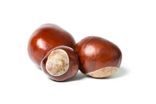 Photo of horse chestnuts
