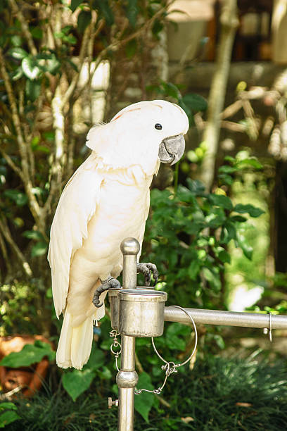istock Sulphur-crested cockatoo bird 492965989