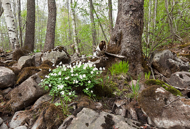 istock Wood anemones blooming at dry river bank 492966005