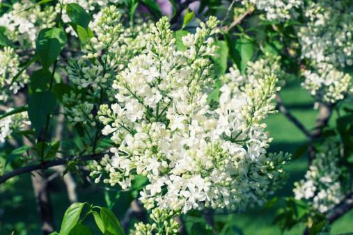 white lilac blossom in a garden, early morning in spring