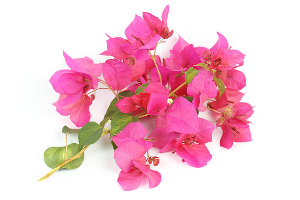 istock close up Pink bougainvillea 492966273