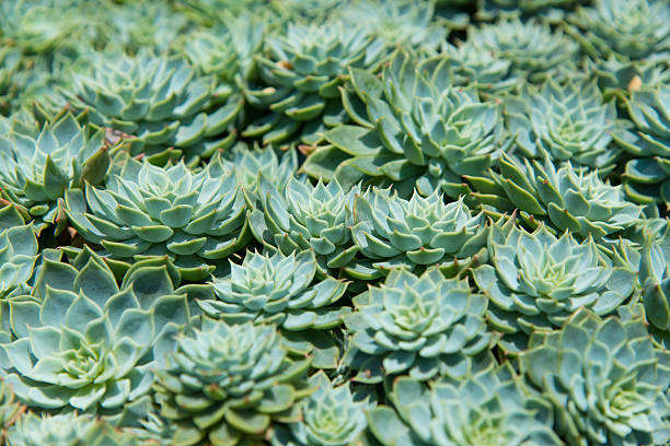 Aeonium cactus plant