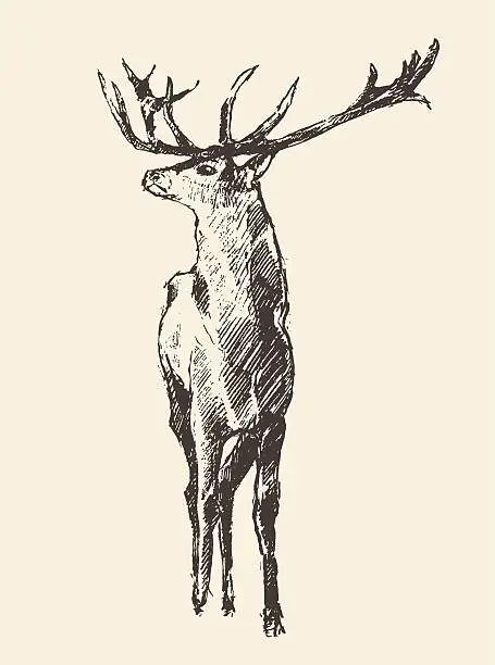 Vector illustration of Deer Engraving, Vintage Illustration, Vector
