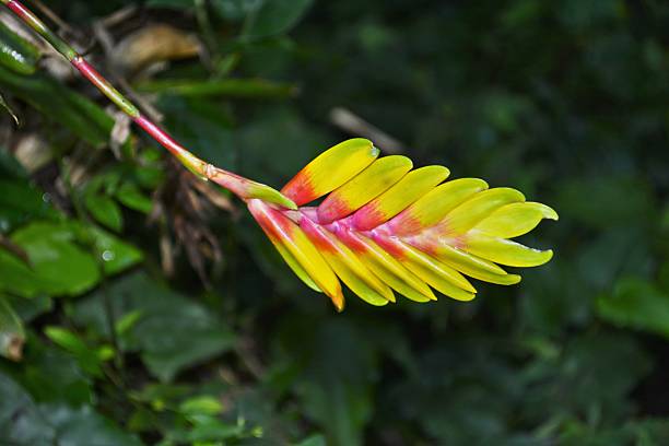 flor de bromélia beutiful - bromeliaceae - fotografias e filmes do acervo
