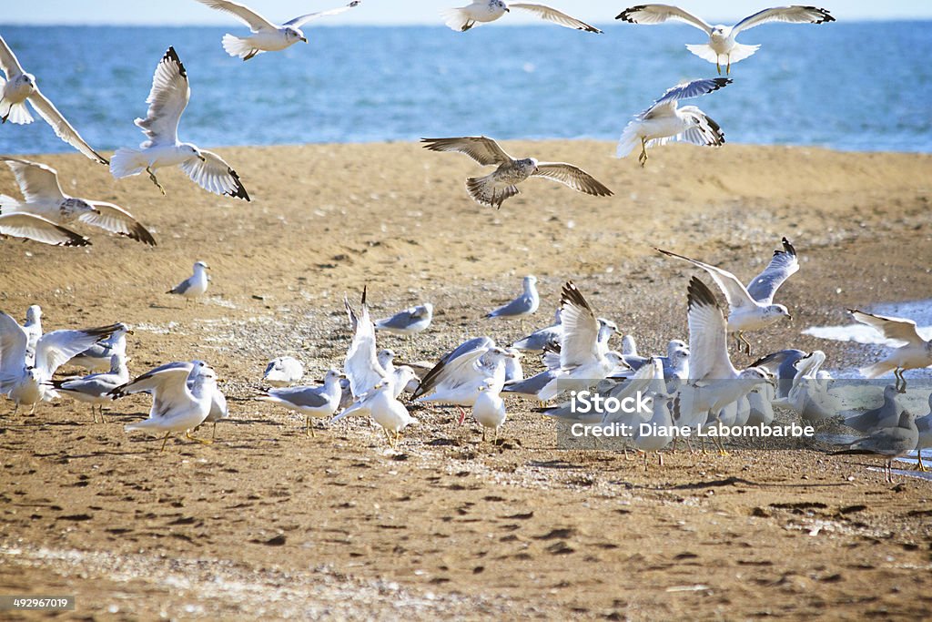 Mouettes au parc National de Point Pelee - Photo de Activité libre de droits