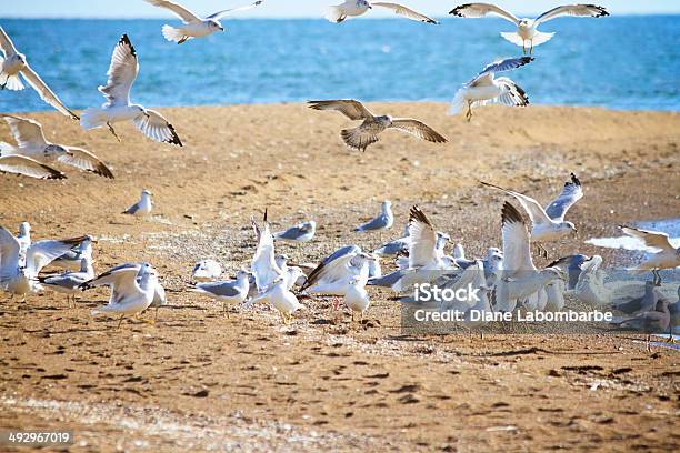 Photo libre de droit de Mouettes Au Parc National De Point Pelee banque d'images et plus d'images libres de droit de Activité - Activité, Animaux à l'état sauvage, Eau