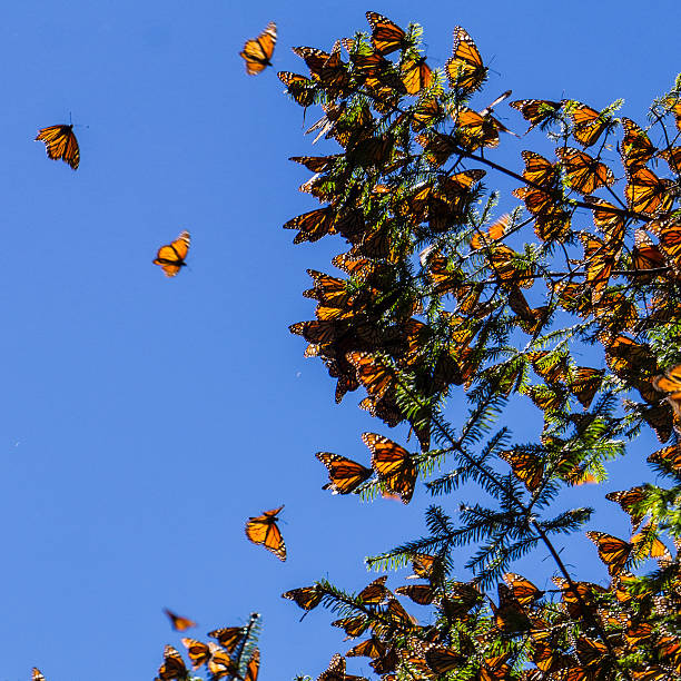 istock Monarch Butterflies on tree branch in Michoacan, Mexico 492967262