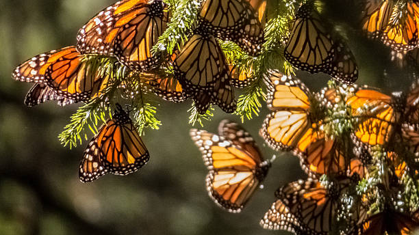 istock Monarch Butterflies on tree branch in Michoacan, Mexico 492967320