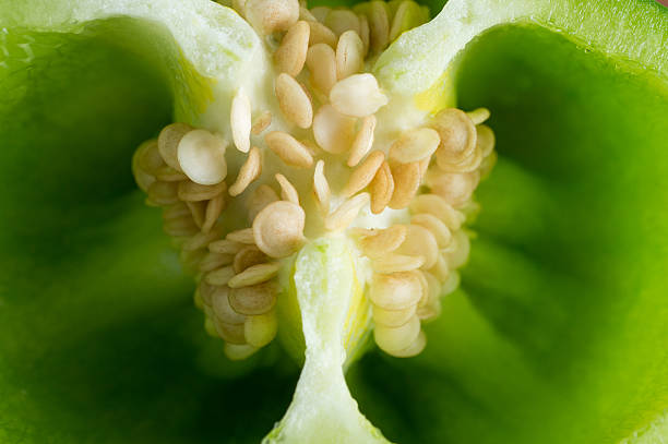 istock The center of a Bell pepper ,Macro 492967334
