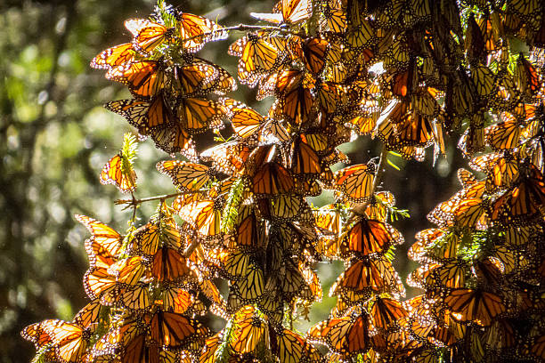 Monarch Butterflies on tree branch in Michoacan, Mexico Monarch Butterflies on tree branch in Michoacan, Mexico monarch butterfly stock pictures, royalty-free photos & images