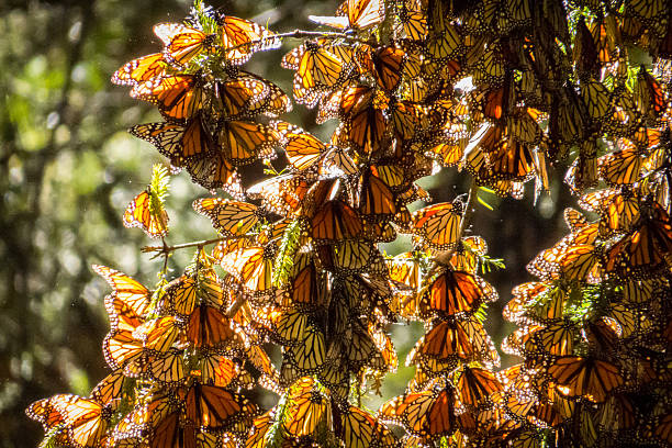 monarca insectos no ramo de árvore em michoacan, méxico - borboleta monarca imagens e fotografias de stock