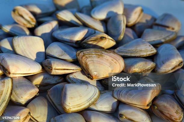 Cockles Shellfish Stock Photo - Download Image Now - Animal Shell, Australia, Clam - Seafood