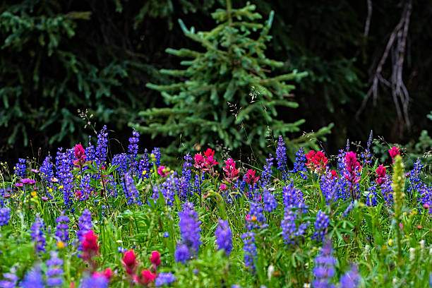 istock Meadow of Mountain Wildflowers 492967514