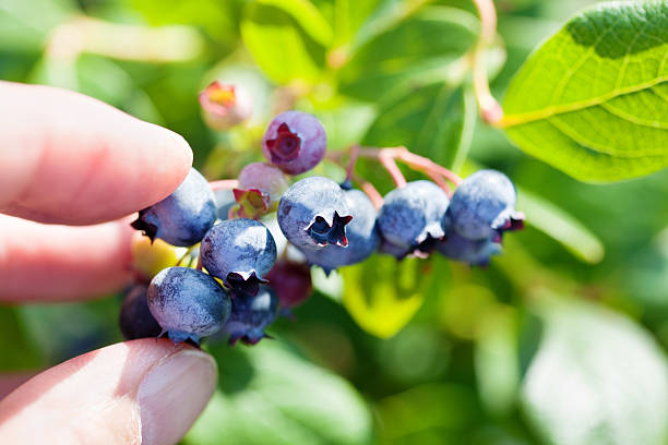 istock Picking Blueberries in the Field 492967579