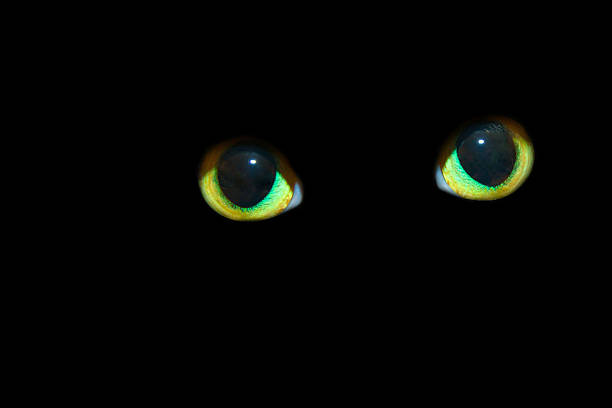 istock Cat Eyes in the Dark 492968053
