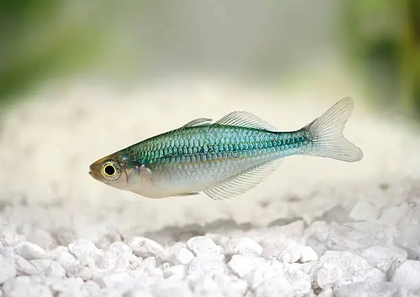Turquoise Rainbow fish Melanotaenia lacustris Blue Rainbowfish 