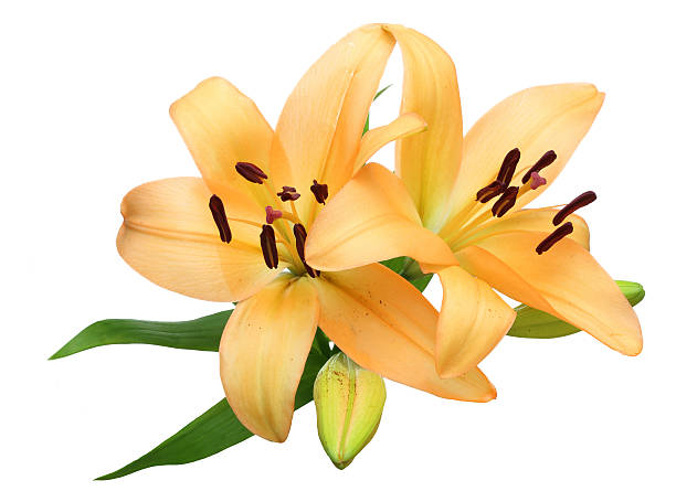 istock Flower head of lily 492968408