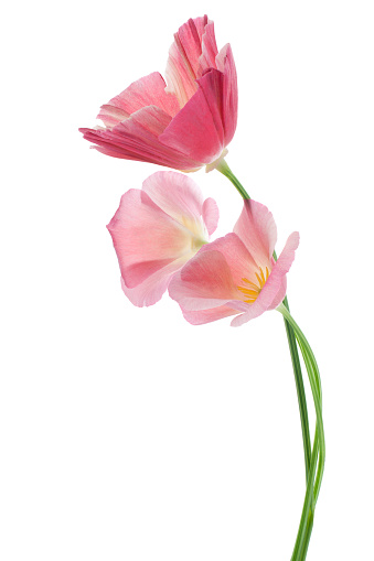 Studio Shot of Pink Colored Eschscholzia Flowers Isolated on White Background. Large Depth of Field (DOF). Macro. The State Flower of California.
