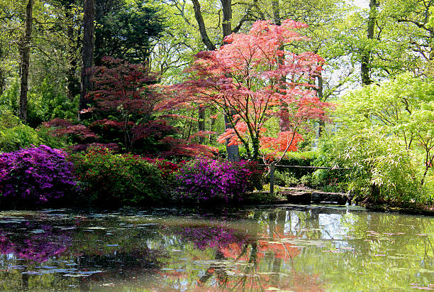 istock Koi carp pond with reflections of trees, purple Japanese maple 492968775