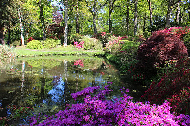 日本庭園と、鯉が泳ぐ池メイプルズ（acers ）、竹のツツジ - nature environmental conservation red japanese maple ストックフォトと画像