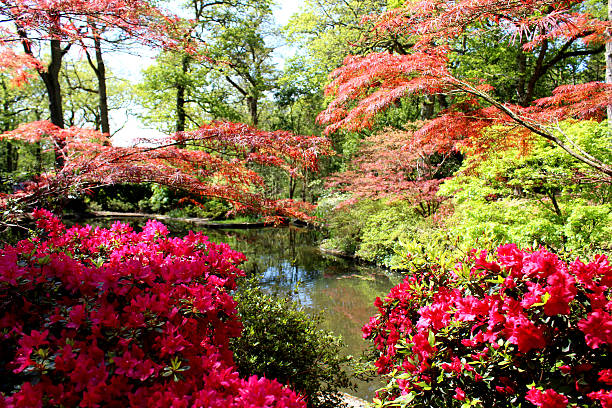 분재 maples (acer palmatum), azaleas (rhododendrons) 및 비단잉어 연못 - fountain water stone falling water 뉴스 사진 이미지