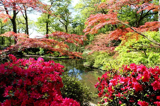 Photo showing bushes of azaleas with red flowers and the graceful branches of Japanese maples, which are pictured spreading over the pond (home to koi carp and other domestic fish) and reflecting in the water's surface.