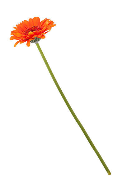 orange gerberas en una madre fina - flower single flower orange gerbera daisy fotografías e imágenes de stock